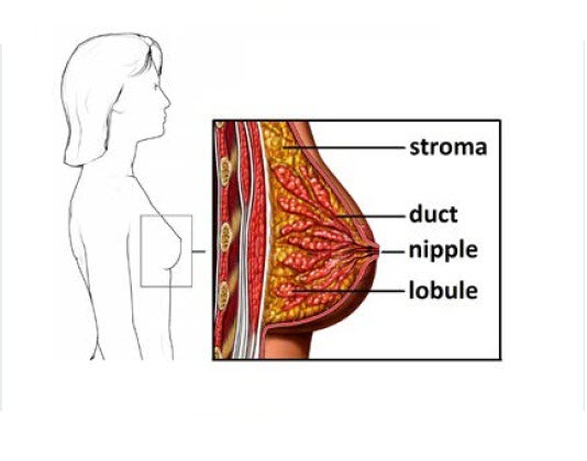 ساختار پستان بانوان