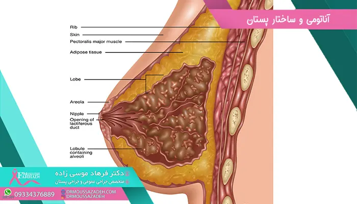 آناتومی و ساختار پستان